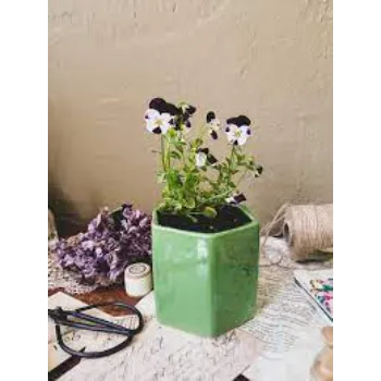 Black & White Pansy Plant